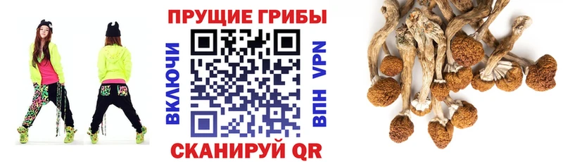 Псилоцибиновые грибы прущие грибы  даркнет сайт  Ленинск-Кузнецкий 